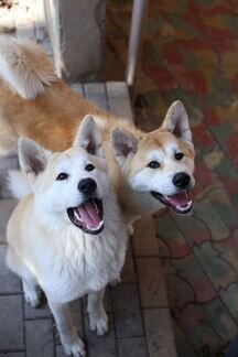 Собаки-улыбаки, японские акиты