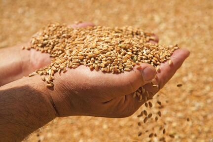 Пшеница оптом и в мешках