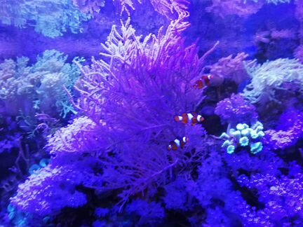 Морские живые кораллы
