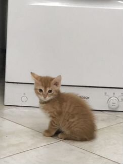 Котёнок мальчик 1,5 месяца