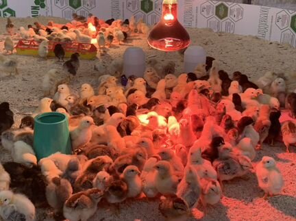 Цыплята суточные, месячные, яйца и для инкубации