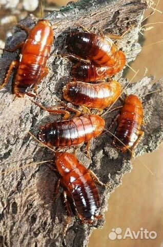 Красный таракан