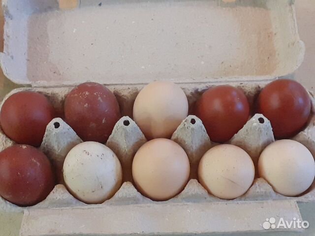 Куры, цыплята, инкубационное яйцо породы маран