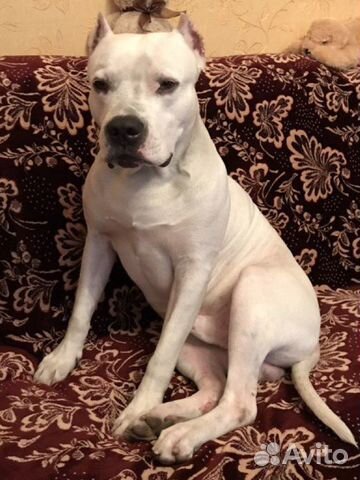 Питбуль вязка