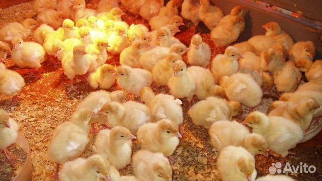 Индюшата хайбрид конвертер