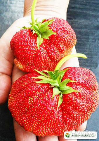 Растения и цветы для дачи и лоджии