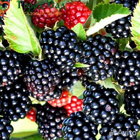 Саженцы ежевики и ежемалины. 15 сортов