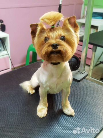 Грумер. Стрижка собак и кошек