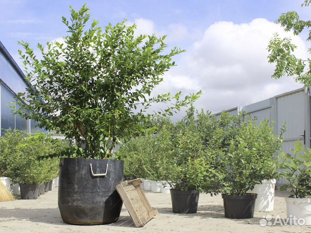 Кусты голубики