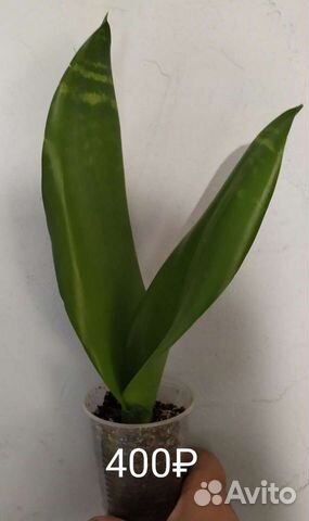 Сансевиерия сортовая