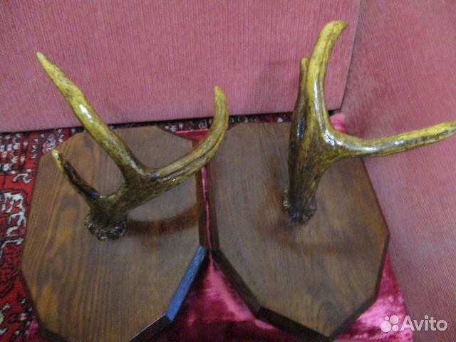 Рога лося и косули на медальоне