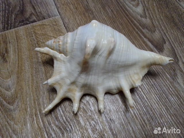 Раковина морская,ракушка