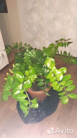 Замиокулькас шикарный