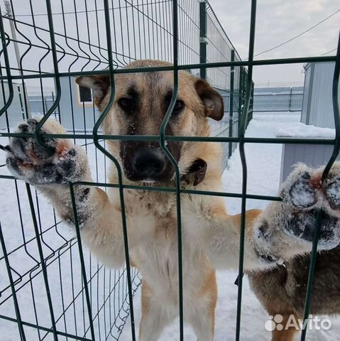 Подросток пес в добрые руки