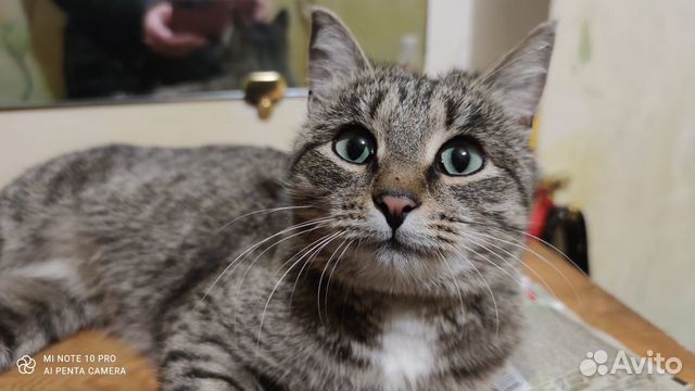 Кошечка-красавица