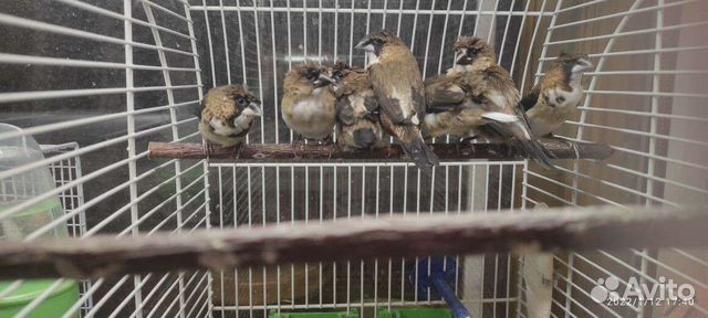 Японские амадины