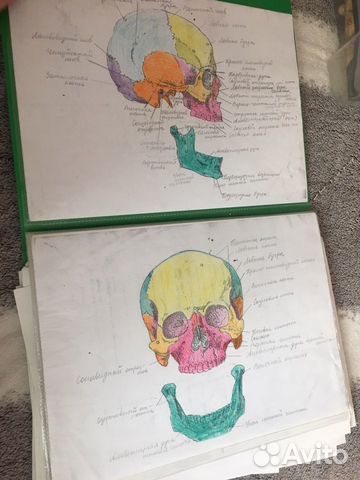 Рисунки по анатомии альбом анатомии рисунок
