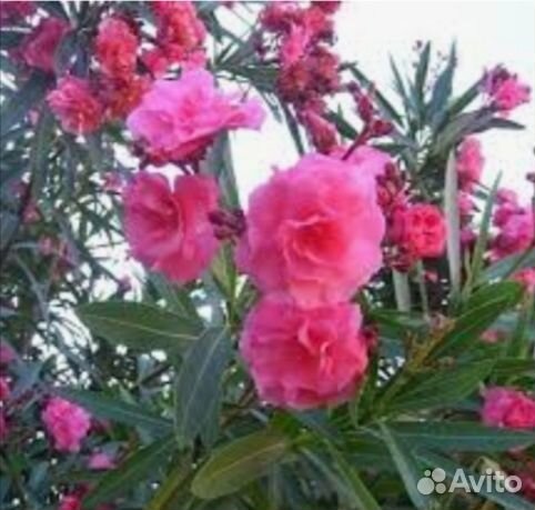 Олеандр махровый