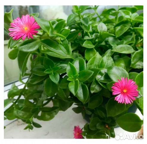 Монстера карстенианум/ филодендрон опакум