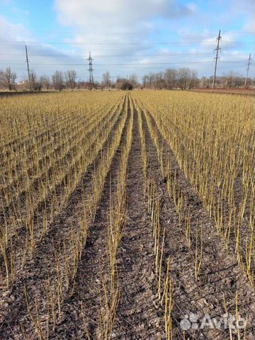 Грецкий орех идеал саженцы