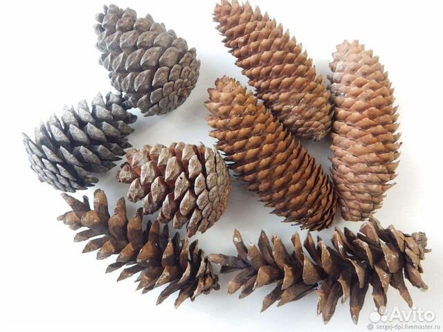 Шишки разные для декора и творчества