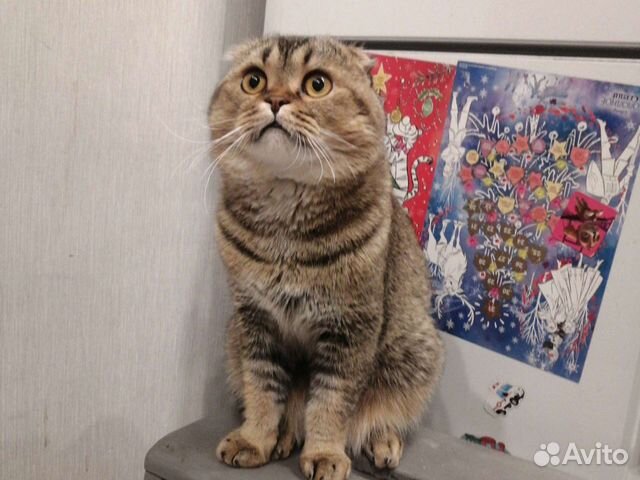 Шотландский вислоухий кот для вязки