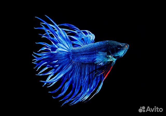 Рыбка петушок