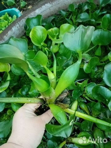 Водный гиацинт