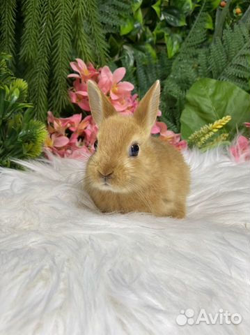 Яркий сатиновый кролик