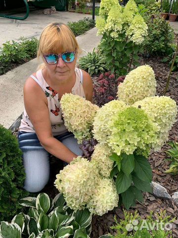 Гортензии Самарская Лидия,Бонфайр