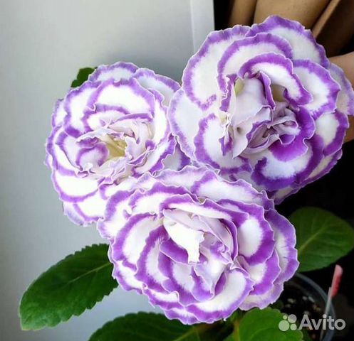 Глоксиния сортовая лист на срез, укорененные лист