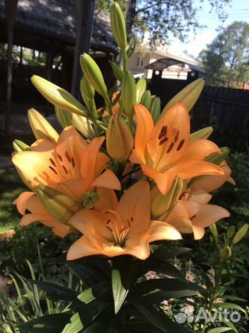 Флоксы, купена и другие растения