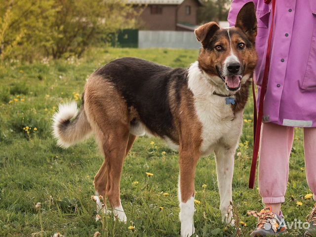 Добряк Мартин ищет дом