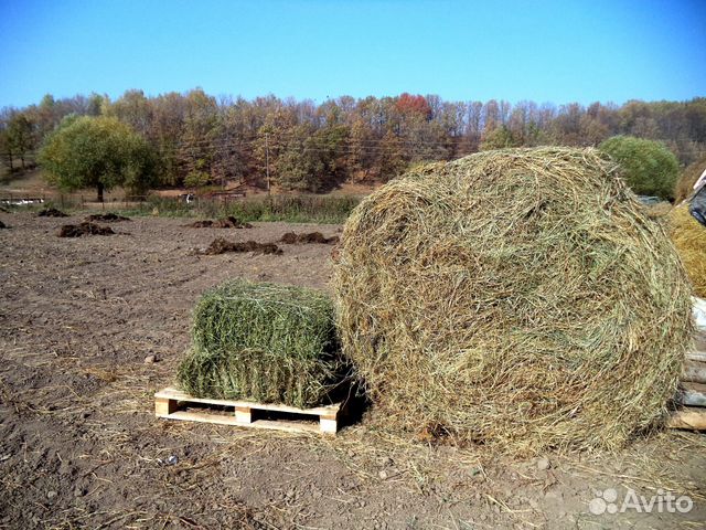 Купить Сено В Тверской Области На Авито