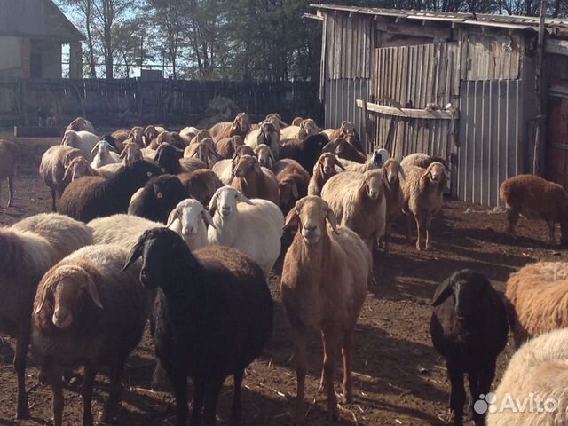 Гиссарские овцы купить на Зозу.ру - фотография № 8