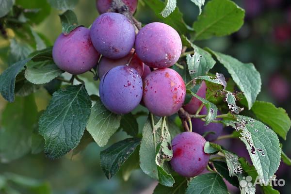 Слива саженцы сортовые 