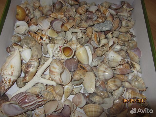 Ракушки, раковины морские натуральные, коралл купить на Зозу.ру - фотография № 2
