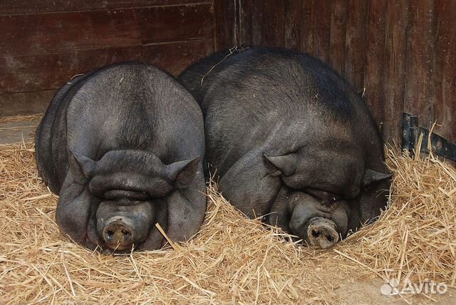 Продаю свиней:хряк, свиноматка, вьетнамцы и крупна купить на Зозу.ру - фотография № 1