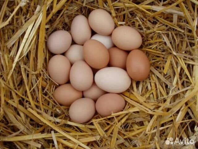 Инкубационное яйцо и цыплята (выведу под заказ ) купить на Зозу.ру - фотография № 2