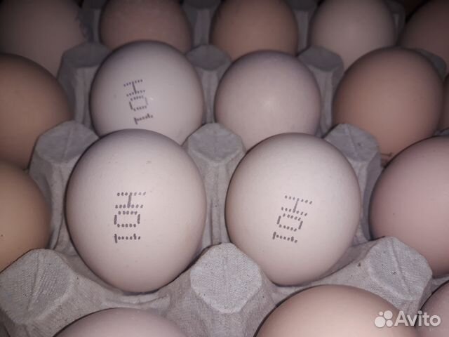 Купить инкубационное яйцо в свердловской области