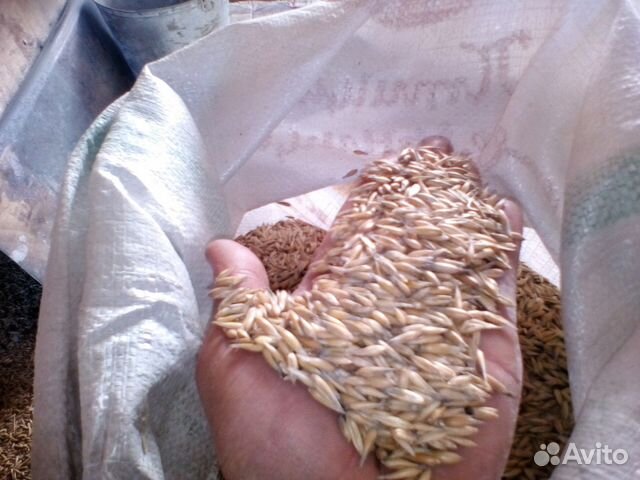Зерно, сено, свежий урожай, доставка купить на Зозу.ру - фотография № 2