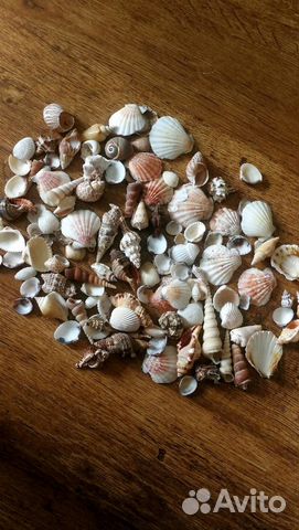 Ракушки