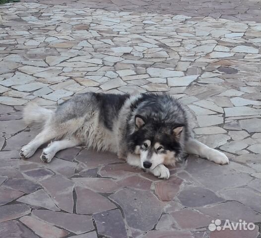 Ищем девочку для вязки кобеля породы аляскинский м Ищем девочку для вязки кобеля породы аляскинский м