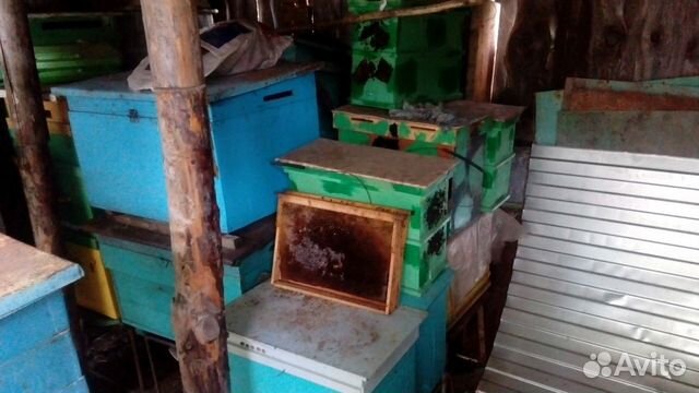 Улья, ловушки и рамочки для пчёл купить на Зозу.ру - фотография № 9