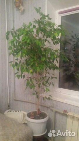 Фикус с горшком. Продаётся из-за ненадобности Фикус с горшком. Продаётся из-за ненадобности