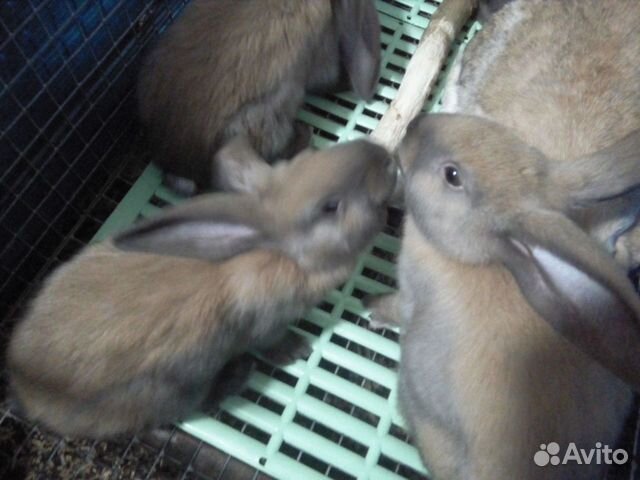 Кролики,Калифорния,Серебро,Французский баран купить на Зозу.ру - фотография № 5