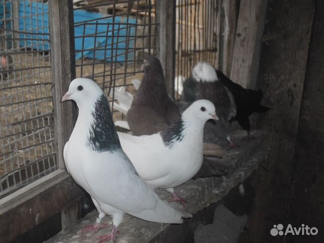 Продаю пермских голубей купить на Зозу.ру - фотография № 4
