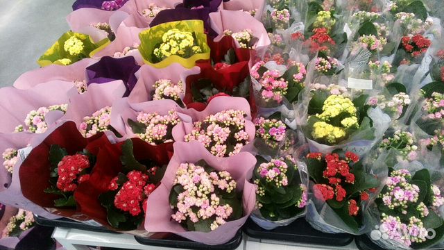 Цветы доставка