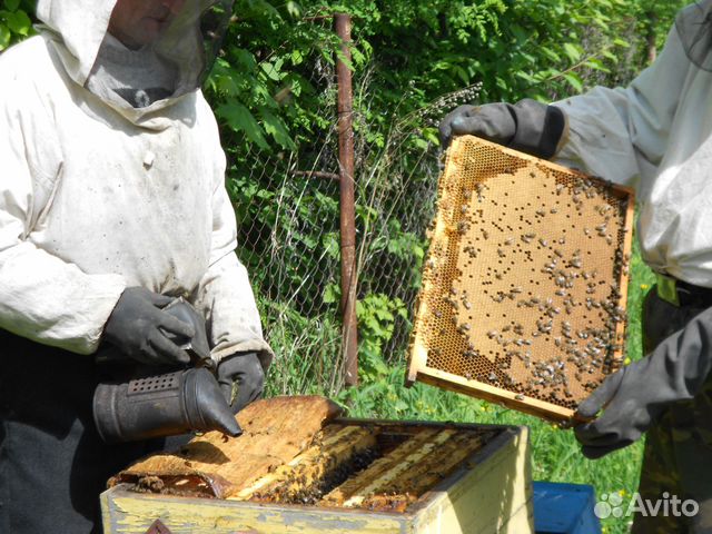 Пчелопакеты среднерусской пчелы купить на Зозу.ру - фотография № 1