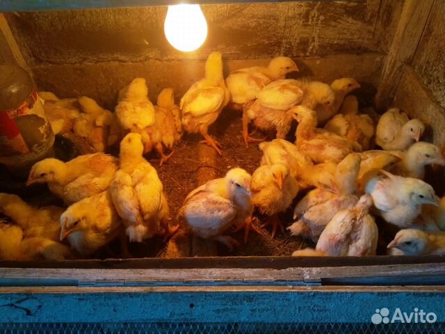 Цыплята бролерные, домашние купить на Зозу.ру - фотография № 1